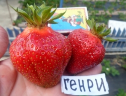 Клубника средняя Генри