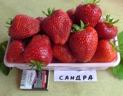 Клубника ранняя Сандра 