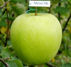 Яблоня Мутсу NK