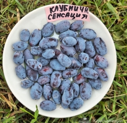 Жимолость съедобная Клубничная сенсация 
