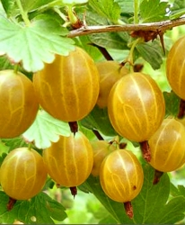 Крыжовник Английский желтый 
