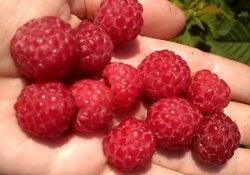 Малина сверхранняя Джорджия