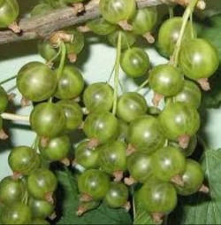 Смородина зеленая Галицкий Бурштын (Бурштин) 
