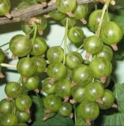 Смородина зеленая Галицкий Бурштын (Бурштин) 