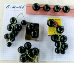 Смородина черная 6-14-145