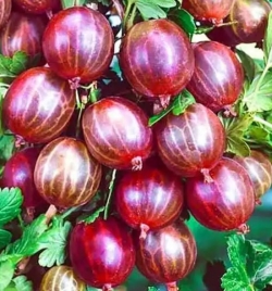 Крыжовник Уральский розовый (красно-розовый)