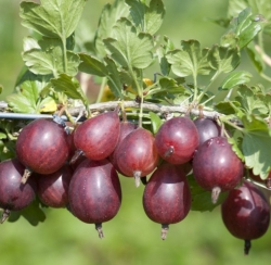 Крыжовник Легинь (красный)