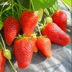 Клубника ранняя Лючия 