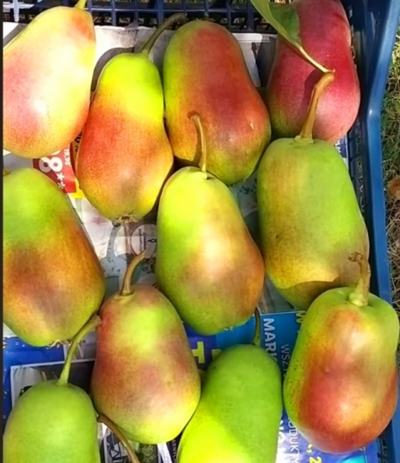 Груша Красива (Красивая)