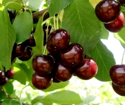Вишня Агат