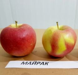 Яблоня Майрак 