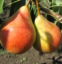 Груша Гурзуфская