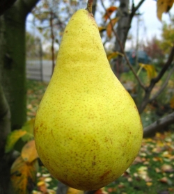 Груша Карина 