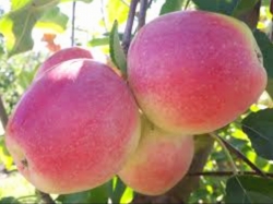 Яблоня Орфей (Арфей) 