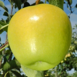 Яблоня Коштеля 