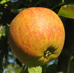 Яблоня Ренет Оранжевый Кокса (Cox,s Orange Pippin) 