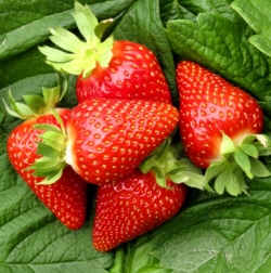 Клубника ранняя Ами (Эми) 