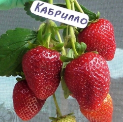Клубника ремонтантная Кабрилло