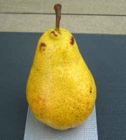 Груша Грация 