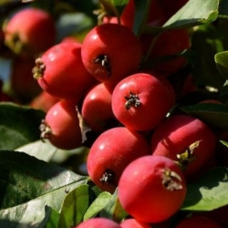 Яблоня райская Дук Пинсу 