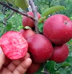 Яблоня красномясая Красная Королька 