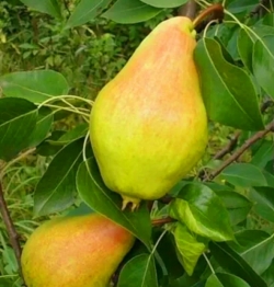 Груша Видная 