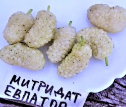 Шелковица белая Митридат Евпатор