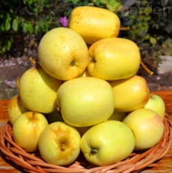 Яблоня Царский Шип