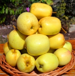 Яблоня Царский Шип