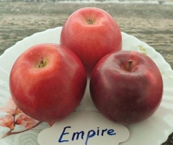 Яблоня Эмпайр (Empire) Емпайр 