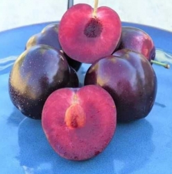 Диплоидная слива Бургундия 