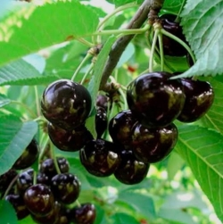 Вишня Саския (Саскиа) 
