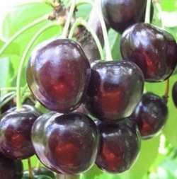 Вишня Ивановна (ДЮК) гибрид (Вишня - черешня) 