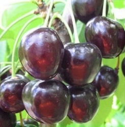 Вишня Ивановна (ДЮК) гибрид (Вишня - черешня) 
