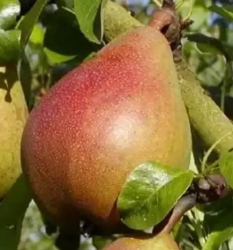 Груша Бон Луиз Авранш