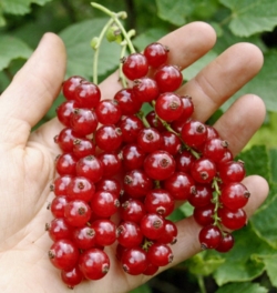 Смородина красная Голландская Красная 