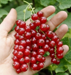 Смородина красная Голландская Красная 