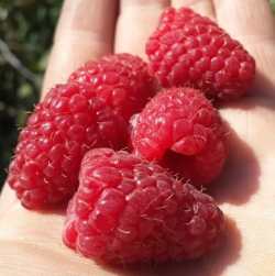 Малина ранняя Моллинг Джуно