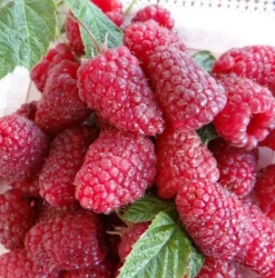 Малина ремонтантная Полесье