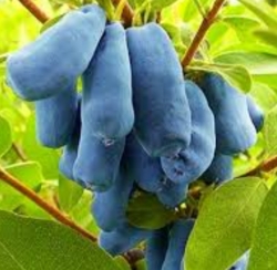 Жимолость съедобная Амфора 