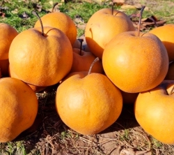 Груша азиатская Пегги