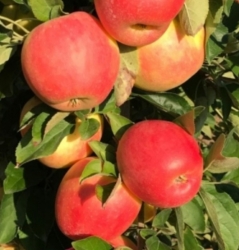 Яблоня Пинк Лустер Pink Luster
