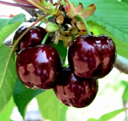 Черешня Свит Ариана (Свит Арина) 