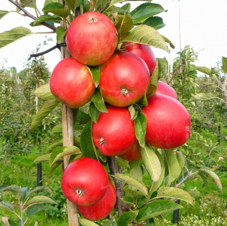 Яблоня Кизури (Kizuri) 