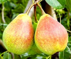 Груша Июльская 