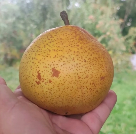 Груша азиатская Миширасу