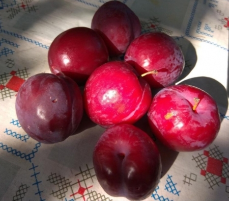 Диплоидная слива Мираболано (красная) 