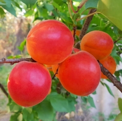 Абрикос Харроу Стар (Хар О' Стар) 