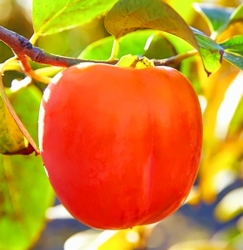 Хурма Хиакуме (Королек) 