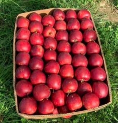 Яблоня Гала Дарк Ен